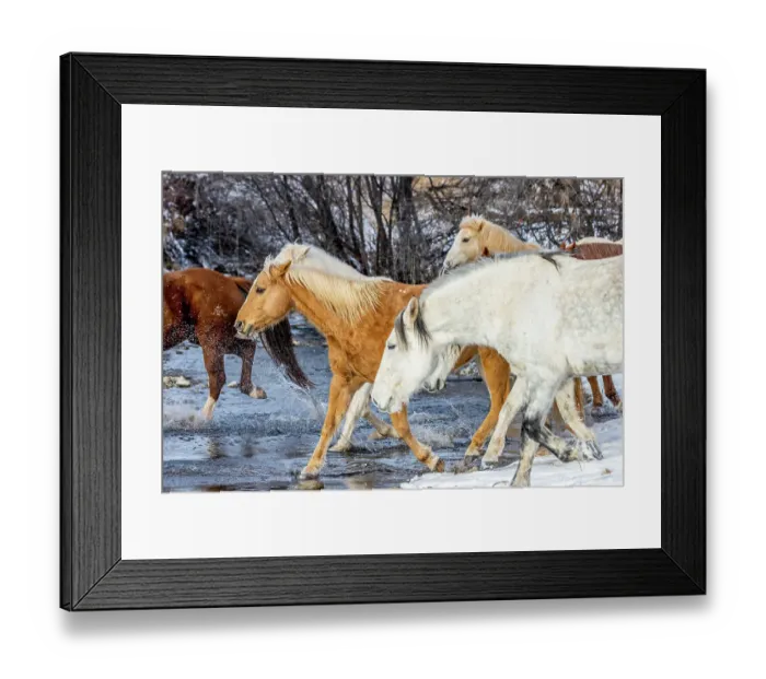 Framed Print : USA, Wyoming. Hideout Horse Ranch, horses crossing the stream. (PR) Framed Print : USA, Wyoming. Hideout Horse Ranch, horses crossing the stream. (PR)