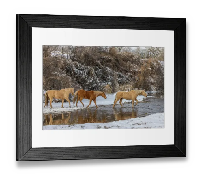 Framed Print : USA, Wyoming. Hideout Horse Ranch, horses crossing the stream. (PR) Framed Print : USA, Wyoming. Hideout Horse Ranch, horses crossing the stream. (PR)