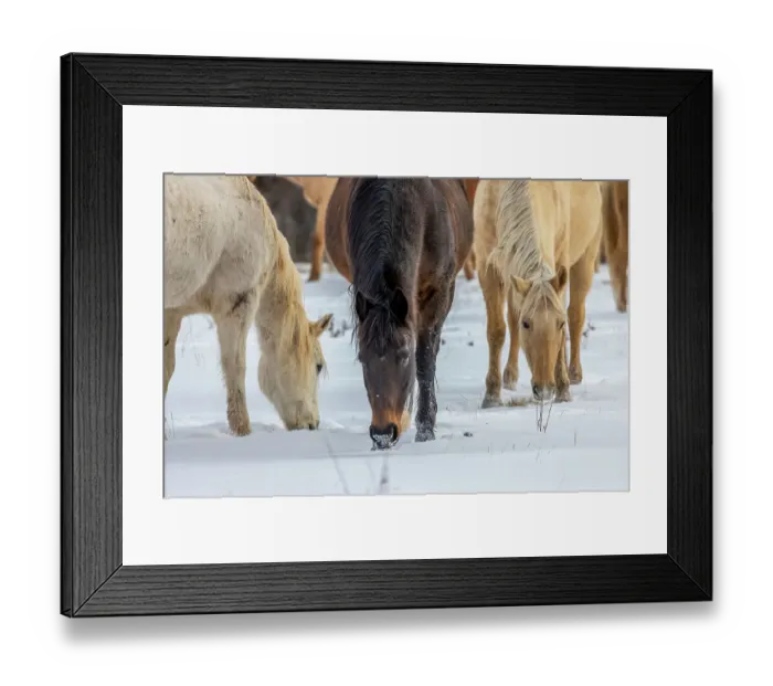 Framed Print : USA, Wyoming. Hideout Horse Ranch, horses grazing in the snow. (PR) Framed Print : USA, Wyoming. Hideout Horse Ranch, horses grazing in the snow. (PR)