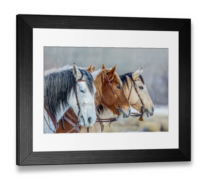 Framed Print : USA, Wyoming. Hideout Horse Ranch, horses in a Row. (PR)
