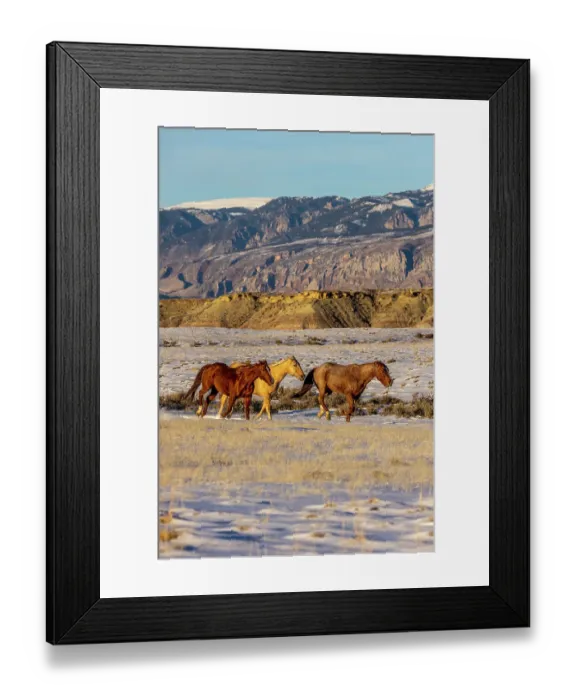 Framed Print : USA, Wyoming. Hideout Horse Ranch, horses in snow. (PR) Framed Print : USA, Wyoming. Hideout Horse Ranch, horses in snow. (PR)