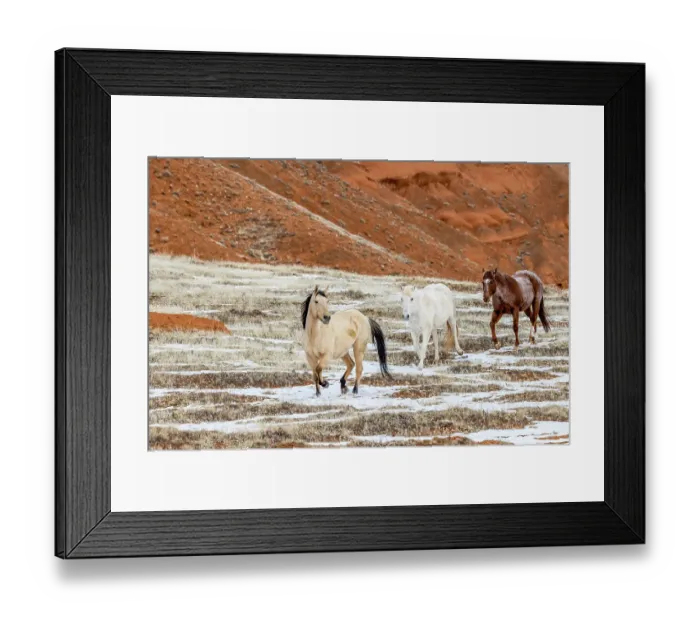 Framed Print : USA, Wyoming. Hideout Horse Ranch, horses in snow. (PR) Framed Print : USA, Wyoming. Hideout Horse Ranch, horses in snow. (PR)