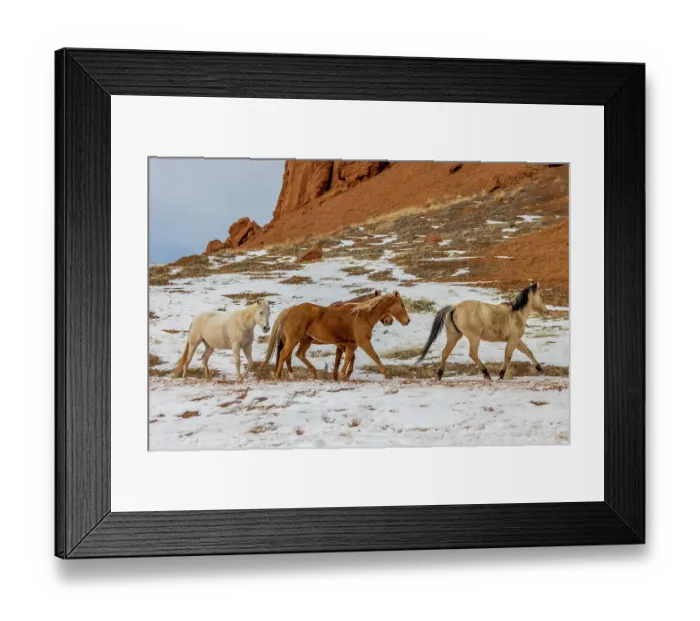 Framed Print : USA, Wyoming. Hideout Horse Ranch, horses in snow. (PR) Framed Print : USA, Wyoming. Hideout Horse Ranch, horses in snow. (PR)