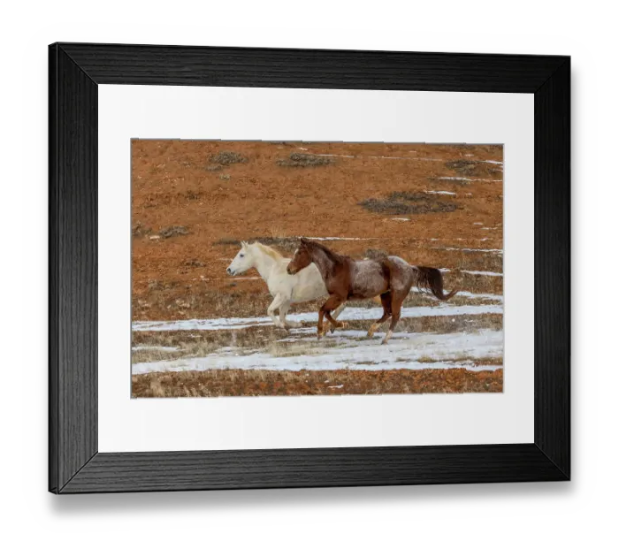 Framed Print : USA, Wyoming. Hideout Horse Ranch, horses in snow. (PR) Framed Print : USA, Wyoming. Hideout Horse Ranch, horses in snow. (PR)