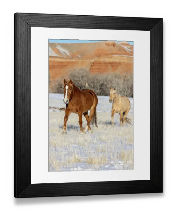 Framed Print : USA, Wyoming. Hideout Horse Ranch, horses in snow. (PR) Framed Print : USA, Wyoming. Hideout Horse Ranch, horses in snow. (PR)