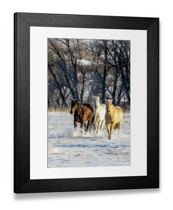 Framed Print : USA, Wyoming. Hideout Ranch, horses running. (PR) Framed Print : USA, Wyoming. Hideout Ranch, horses running. (PR)