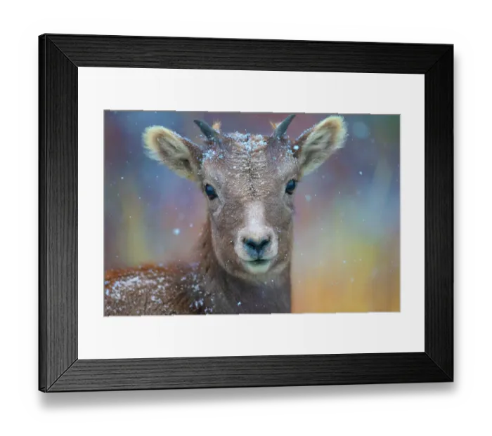 Framed Print : Wyoming. A young mountain goat's first snow Framed Print : Wyoming. A young mountain goat's first snow