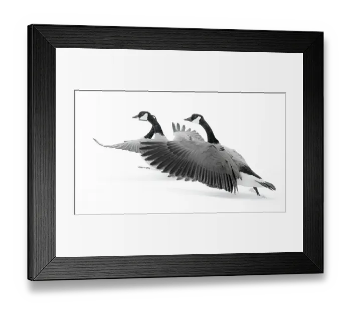 Framed Print : Wyoming. Two Canadian geese taking flight