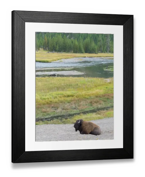 Framed Print : Wyoming, Yellowstone National Park. Mature Bull Bison