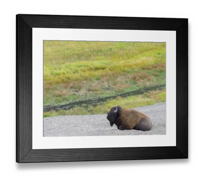 Framed Print : Wyoming, Yellowstone National Park. Mature Bull Bison