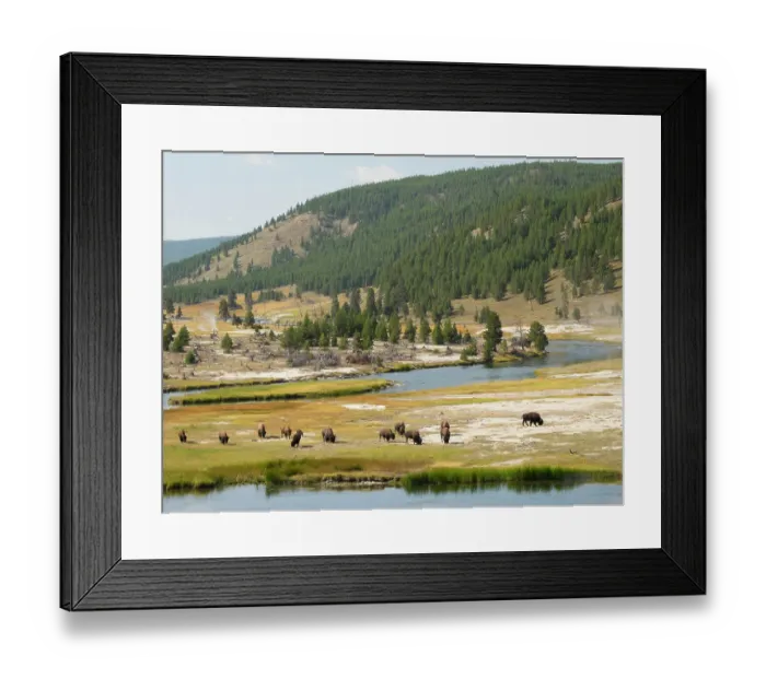 Framed Print : Wyoming, Yellowstone National Park. Bison herd and Firehole River Framed Print : Wyoming, Yellowstone National Park. Bison herd and Firehole River