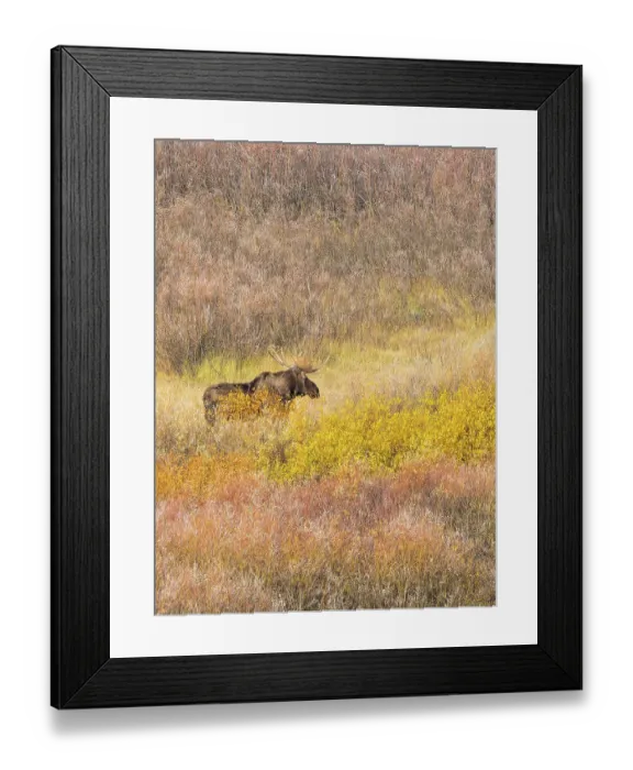 Framed Print : Wyoming, Grand Teton National Park. Willow Flats, bull moose Framed Print : Wyoming, Grand Teton National Park. Willow Flats, bull moose