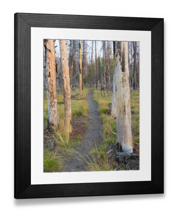 Framed Print : Wyoming, Grand Teton National Park. Trail through fire burned lodgepole pine trees