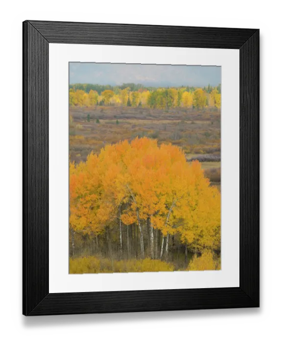 Framed Print : Wyoming, Grand Teton National Park. Golden Aspen trees Framed Print : Wyoming, Grand Teton National Park. Golden Aspen trees