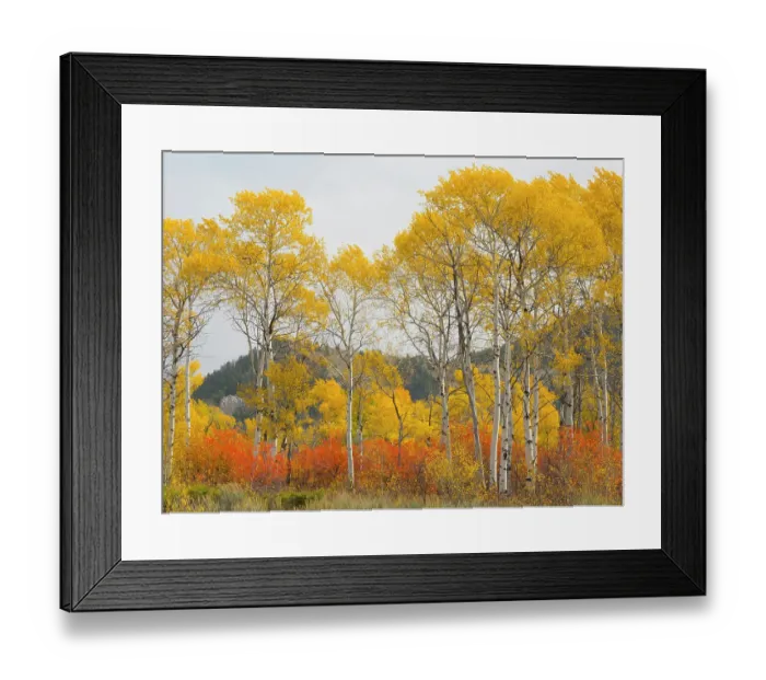 Framed Print : Wyoming, Grand Teton National Park. Golden Aspen trees Framed Print : Wyoming, Grand Teton National Park. Golden Aspen trees