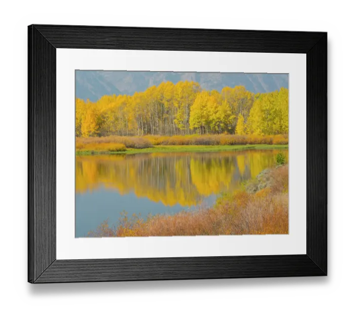 Framed Print : Wyoming, Grand Teton National Park. Golden Aspen trees, reflected in Snake River at Oxbow Bend