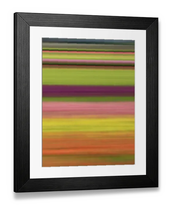 Framed Print : Abstract of rows of tulips at farm Framed Print : Abstract of rows of tulips at farm