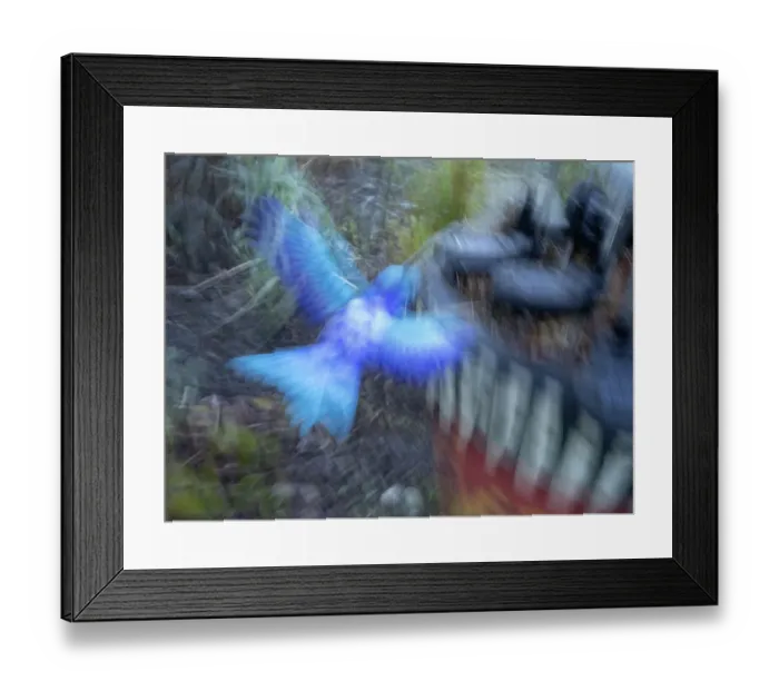 Framed Print : Bluebird garden art with planter