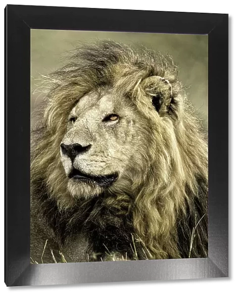 Africa, Kenya, Masai Mara National Reserve. Portrait of old male lion