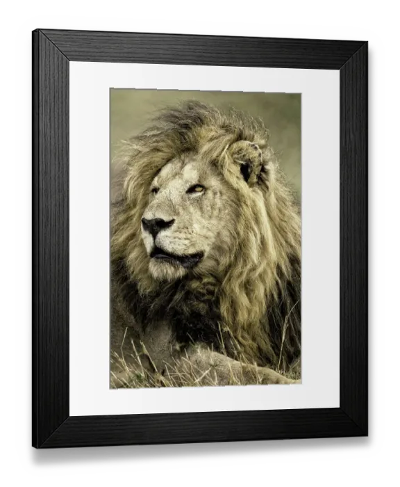 Framed Print : Africa, Kenya, Masai Mara National Reserve. Portrait of old male lion