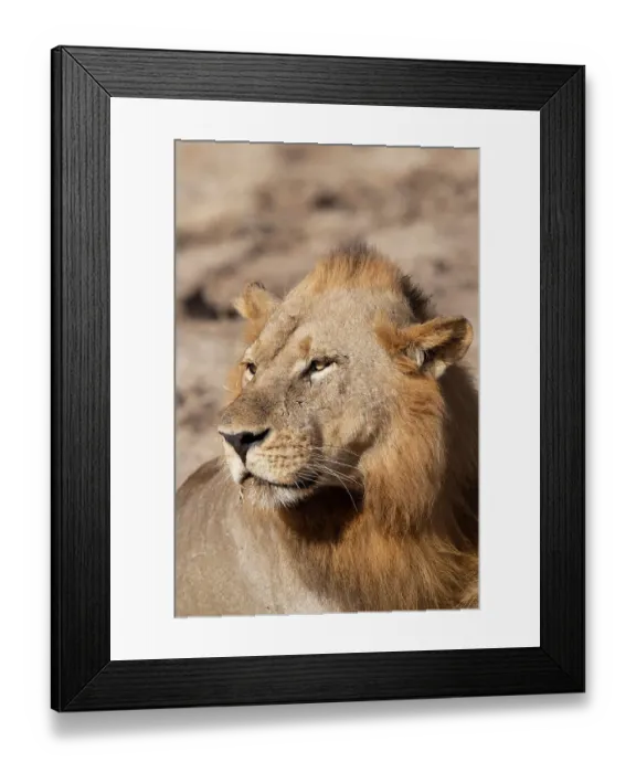 Framed Print : Zambia, South Luangwa National Park. Male African Framed Print : Zambia, South Luangwa National Park. Male African