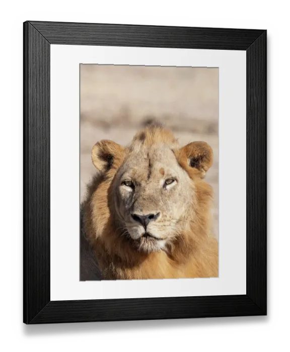 Framed Print : Zambia, South Luangwa National Park. Male African Framed Print : Zambia, South Luangwa National Park. Male African