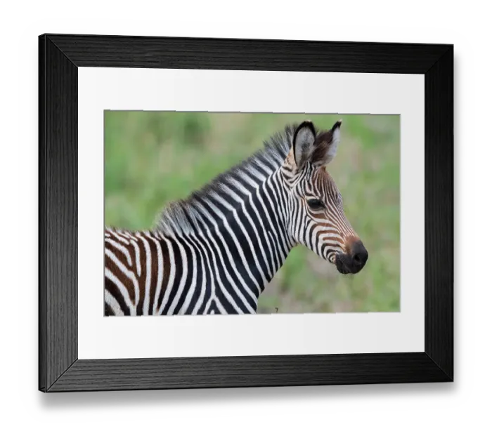 Framed Print : Zambia, South Luangwa National Park. Baby Crawshay's zebra face detail