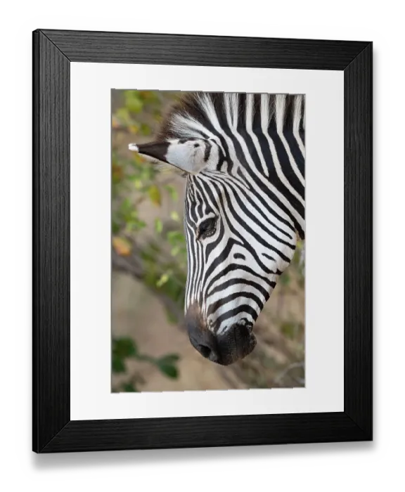 Framed Print : Zambia, South Luangwa National Park. Crawshay's zebra face detail