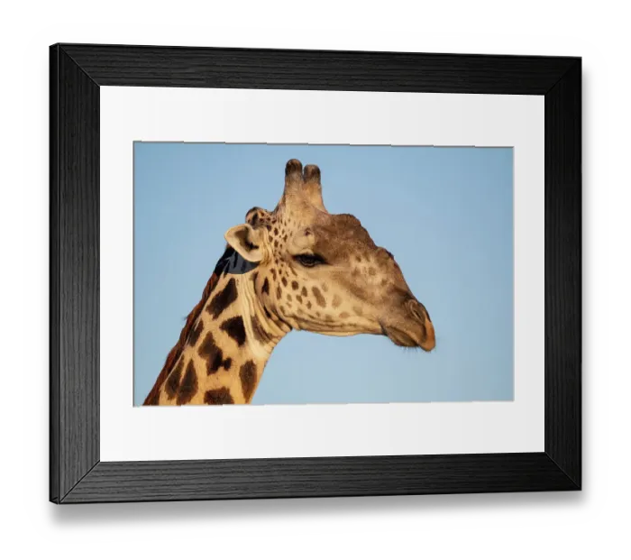 Framed Print : Zambia, South Luangwa National Park. Thornicroft's giraffe endemic to Luangwa Framed Print : Zambia, South Luangwa National Park. Thornicroft's giraffe endemic to Luangwa