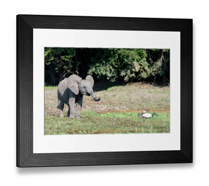 Framed Print : Zambia, South Luangwa National Park. Young African elephant with ibis Framed Print : Zambia, South Luangwa National Park. Young African elephant with ibis