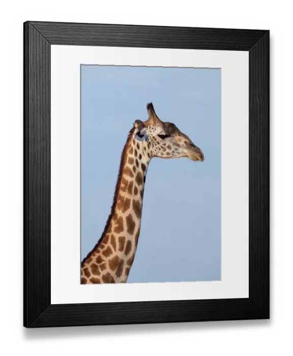 Framed Print : Zambia, South Luangwa National Park. Thornicroft's giraffe endemic to Luangwa Framed Print : Zambia, South Luangwa National Park. Thornicroft's giraffe endemic to Luangwa