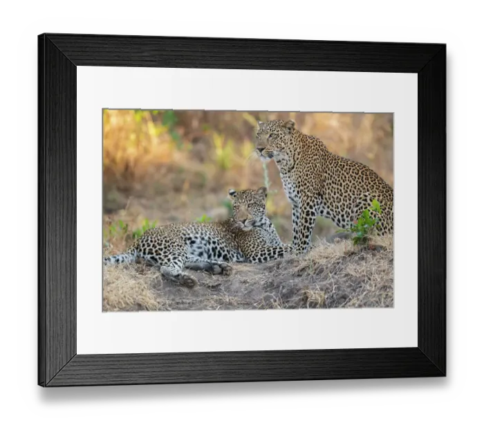Framed Print : Zambia, South Luangwa National Park. Mother leopard with grown male cub Framed Print : Zambia, South Luangwa National Park. Mother leopard with grown male cub