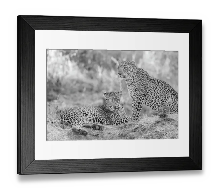 Framed Print : Zambia, South Luangwa National Park. Mother leopard with grown male cub Framed Print : Zambia, South Luangwa National Park. Mother leopard with grown male cub