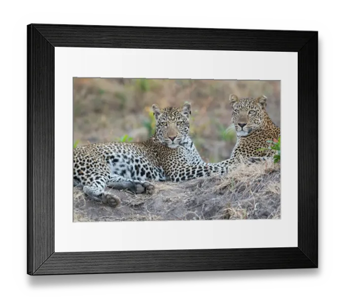 Framed Print : Zambia, South Luangwa National Park. Mother leopard with grown male cub Framed Print : Zambia, South Luangwa National Park. Mother leopard with grown male cub