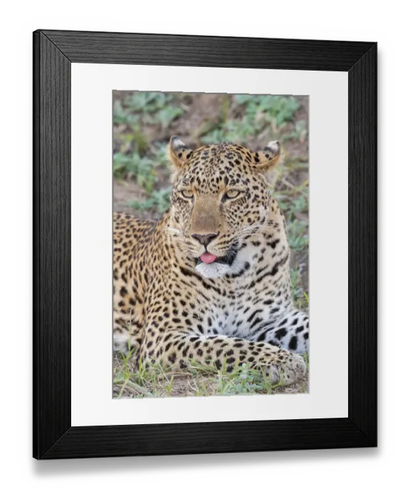 Framed Print : Zambia, South Luangwa National Park. Lone male African leopard