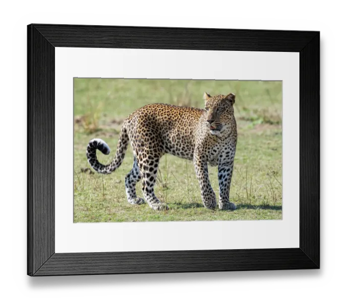 Framed Print : Zambia, South Luangwa National Park. African leopard