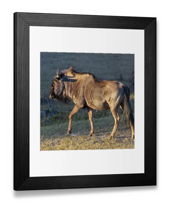 Framed Print : Close-up of wildebeest, aka Gnu. Camelthorn Lodge. Hwange National Park. Zimbabwe