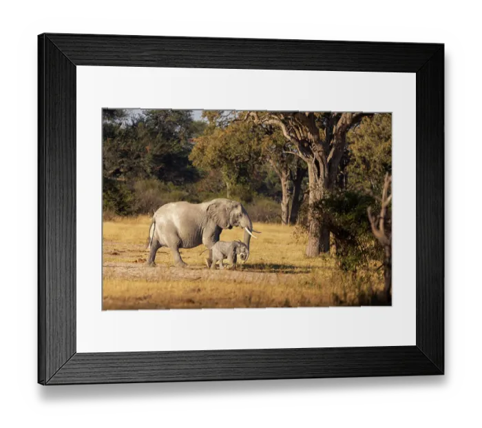 Framed Print : Elephant mom and calf. Camelthorn Lodge. Hwange National Park. Zimbabwe