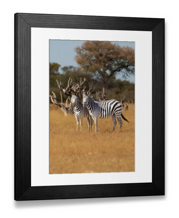 Framed Print : Zebras. Camelthorn Lodge. Hwange National Park. Zimbabwe Framed Print : Zebras. Camelthorn Lodge. Hwange National Park. Zimbabwe