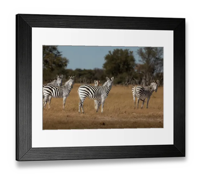 Framed Print : Zebras. Camelthorn Lodge. Hwange National Park. Zimbabwe Framed Print : Zebras. Camelthorn Lodge. Hwange National Park. Zimbabwe