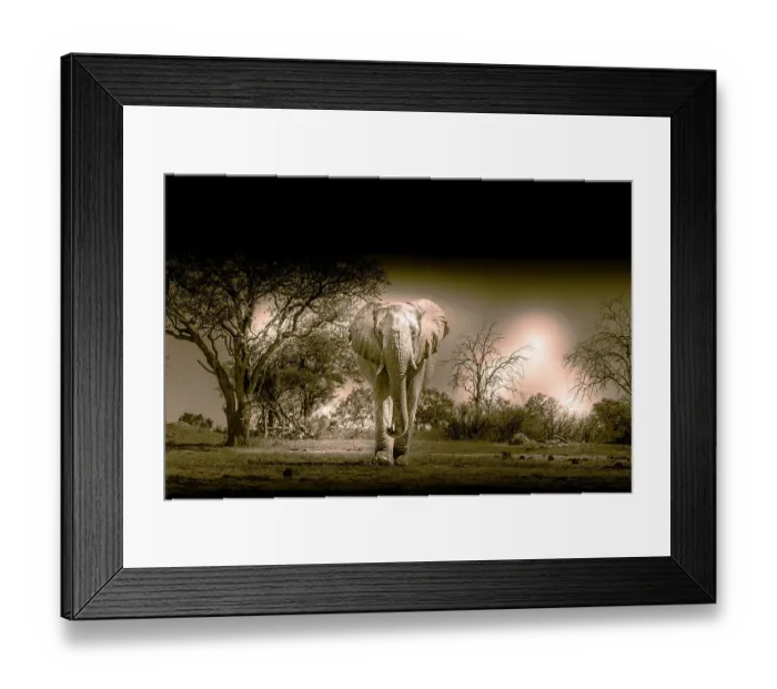 Framed Print : Elephants at watering hole enjoying the plentiful water as drink and showers. Camelthorn Lodge. Hwange National Park. Zimbabwe