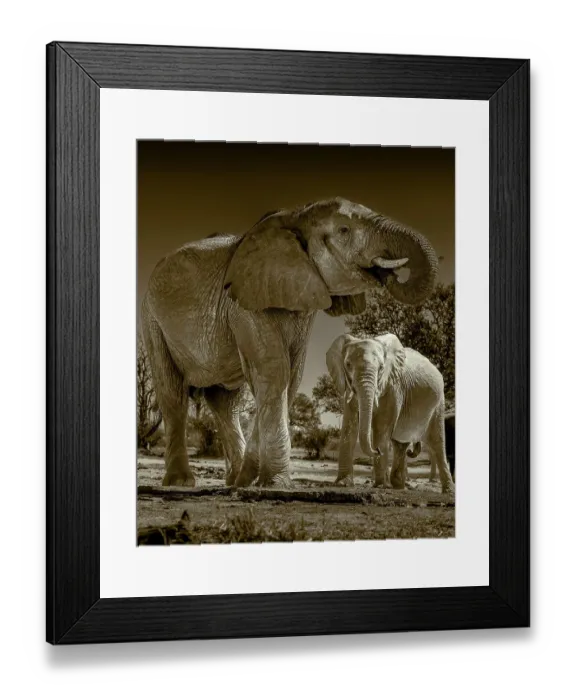 Framed Print : Herd of elephants at watering hole enjoying the plentiful water as drink and showers. Camelthorn Lodge. Hwange National Park. Zimbabwe Framed Print : Herd of elephants at watering hole enjoying the plentiful water as drink and showers. Camelthorn Lodge. Hwange National Park. Zimbabwe