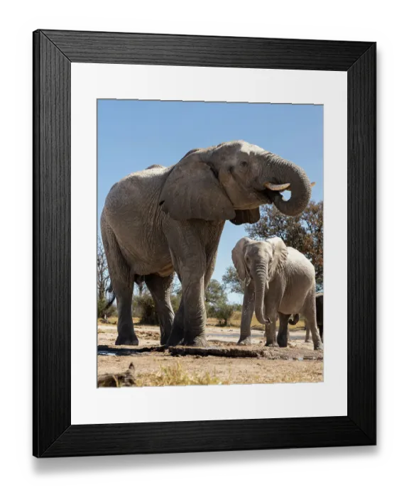 Framed Print : Herd of elephants at watering hole enjoying the plentiful water as drink and showers. Camelthorn Lodge. Hwange National Park. Zimbabwe Framed Print : Herd of elephants at watering hole enjoying the plentiful water as drink and showers. Camelthorn Lodge. Hwange National Park. Zimbabwe
