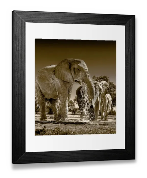 Framed Print : Herd of elephants at watering hole enjoying the plentiful water as drink and showers. Camelthorn Lodge. Hwange National Park. Zimbabwe Framed Print : Herd of elephants at watering hole enjoying the plentiful water as drink and showers. Camelthorn Lodge. Hwange National Park. Zimbabwe