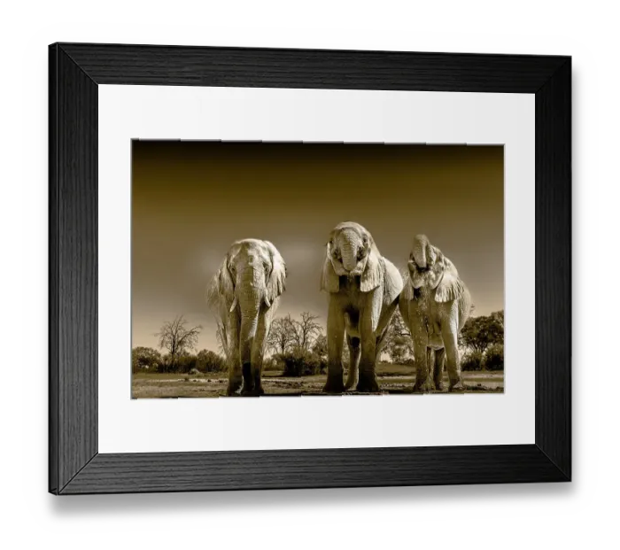 Framed Print : Herd of elephants at watering hole enjoying the plentiful water as drink and showers. Camelthorn Lodge. Hwange National Park. Zimbabwe Framed Print : Herd of elephants at watering hole enjoying the plentiful water as drink and showers. Camelthorn Lodge. Hwange National Park. Zimbabwe
