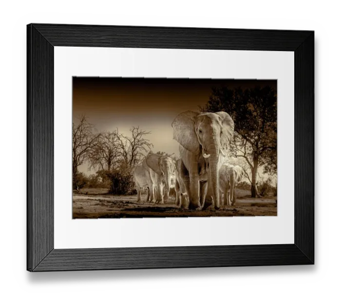 Framed Print : Herd of elephants at watering hole enjoying the plentiful water as drink and showers. Camelthorn Lodge. Hwange National Park. Zimbabwe
