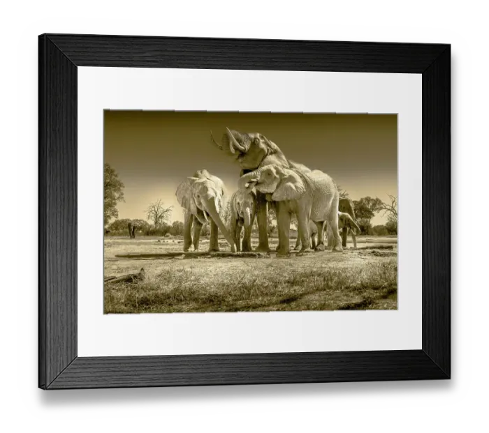 Framed Print : Herd of elephants at watering hole enjoying the plentiful water as drink and showers. Camelthorn Lodge. Hwange National Park. Zimbabwe