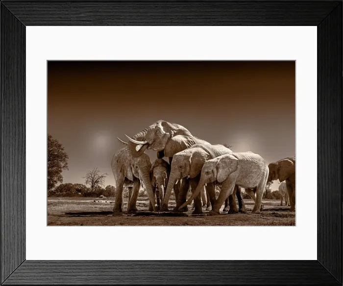Framed Print : Herd of elephants at watering hole enjoying the plentiful water as drink and showers. Camelthorn Lodge. Hwange National Park. Zimbabwe