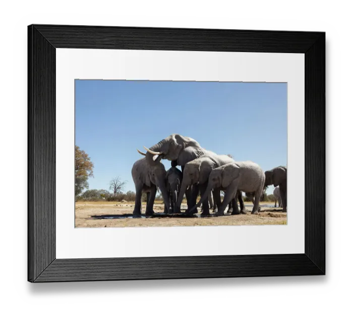 Framed Print : Herd of elephants at watering hole enjoying the plentiful water as drink and showers. Camelthorn Lodge. Hwange National Park. Zimbabwe Framed Print : Herd of elephants at watering hole enjoying the plentiful water as drink and showers. Camelthorn Lodge. Hwange National Park. Zimbabwe