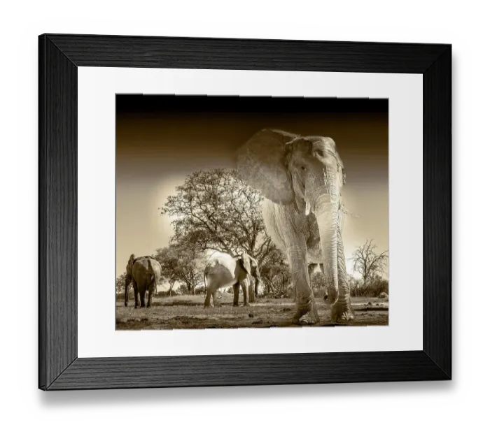Framed Print : Herd of elephants at watering hole enjoying the plentiful water as drink and showers. Camelthorn Lodge. Hwange National Park. Zimbabwe Framed Print : Herd of elephants at watering hole enjoying the plentiful water as drink and showers. Camelthorn Lodge. Hwange National Park. Zimbabwe
